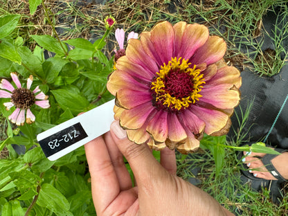 Queen Lime Red Hybrid Zinnia Seeds