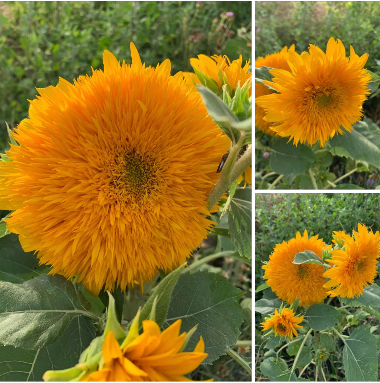 Sunflower Mix Cut Flower Seeds