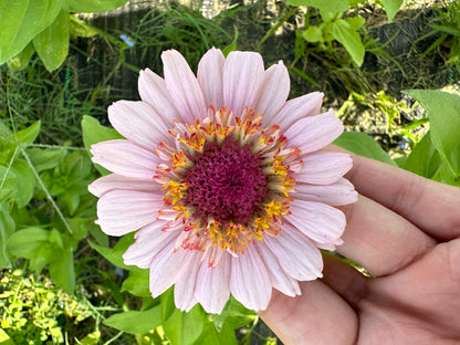 Pretty In Pink Breeder’s Pack Zinnia Seed Mix