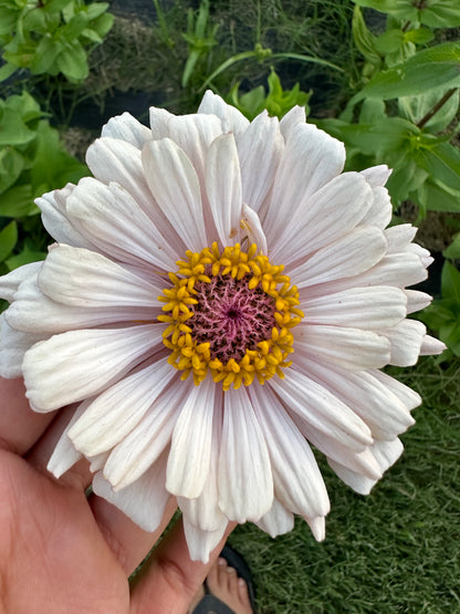 2023 Zinnia Seed Fundraiser Mix