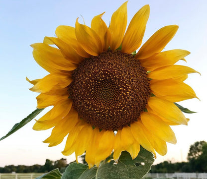 Sunflower Mix Cut Flower Seeds