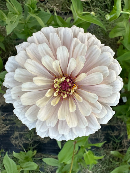 Pretty In Pink Breeder’s Pack Zinnia Seed Mix