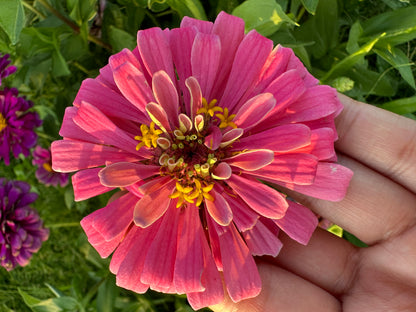 Specialty Breeder’s Pack Pink & Violet Zinnia Seeds