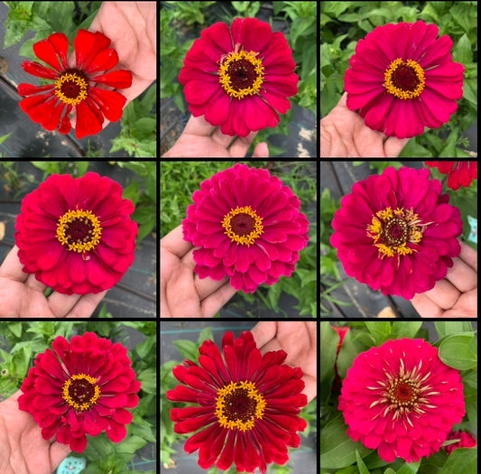 Specialty Breeder’s Pack Reds Exposed Zinnia Seeds