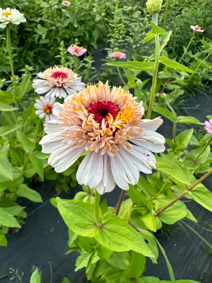 Apricot Tufted Zinnia Seeds