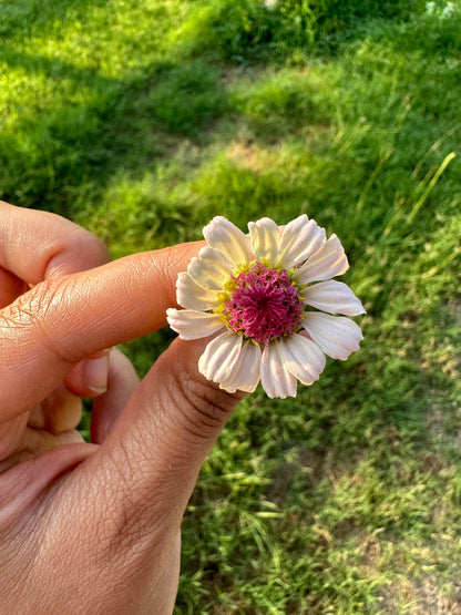 Strawberry Bon Bon Zinnia Seeds