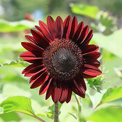 Sunflower Mix Cut Flower Seeds