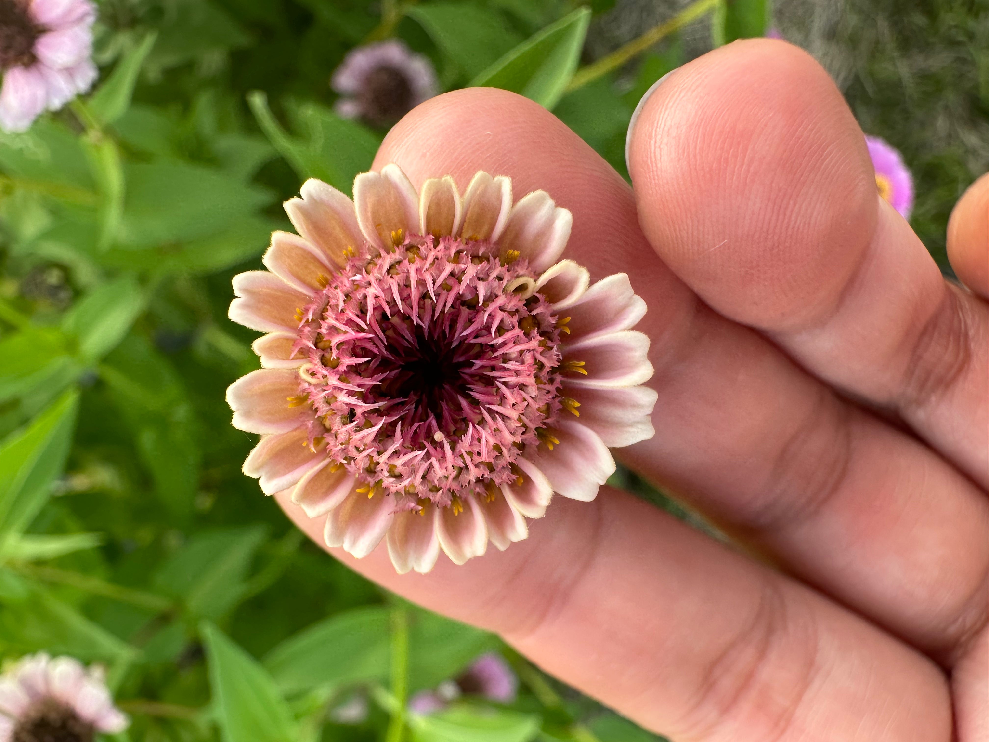 La Petite Mini Zinnias Seeds – ZinniaSeeds.com