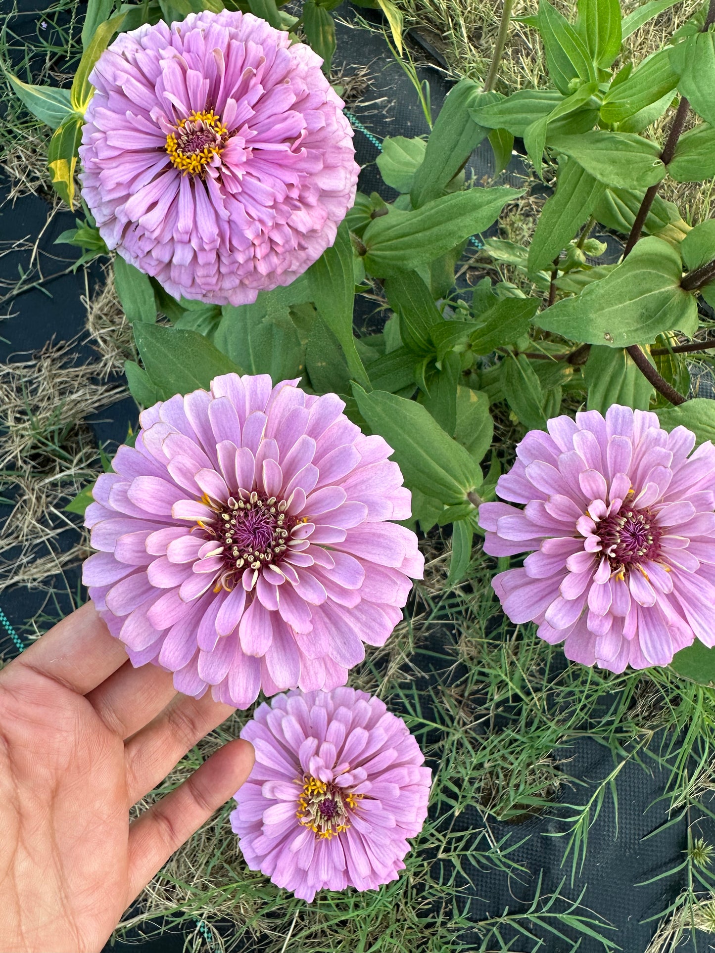 Specialty Breeder’s Pack Lavender Mix zinnia seeds