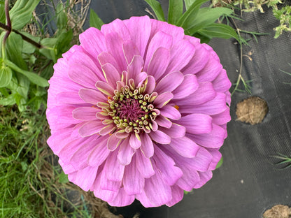 2023 Zinnia Seed Fundraiser Mix