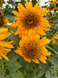 Sunflower Mix Cut Flower Seeds