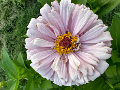 Pretty In Pink Breeder’s Pack Zinnia Seed Mix