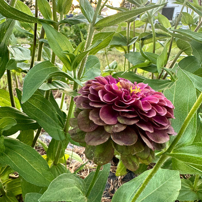 Queen Lime Red Hybrid Zinnia Seeds