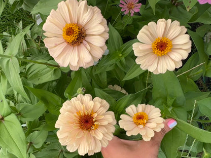 2023 Zinnia Seed Fundraiser Mix