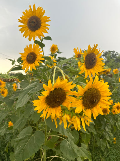 Sunflower Mix Cut Flower Seeds