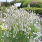 Bunny Tails Grass Cut Flower Seeds