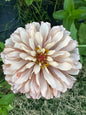 Neutrals Breeder’s Pack Zinnia Seed Mix Shipping Fall 2024