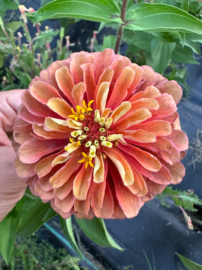 Neutrals Breeder’s Pack Zinnia Seed Mix Shipping Fall 2024