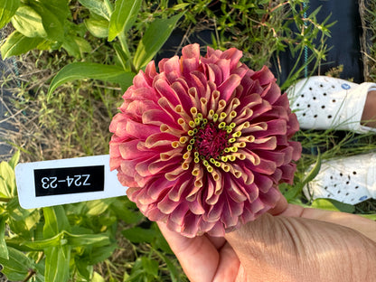 Queen Lime Red Hybrid Zinnia Seeds