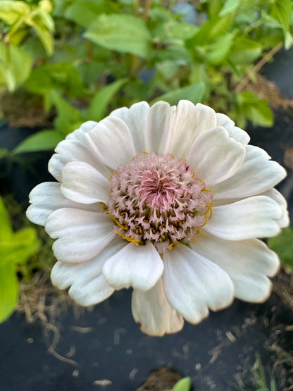 Pretty In Pink Breeder’s Pack Zinnia Seed Mix