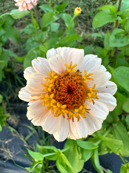 Neutrals Breeder’s Pack Zinnia Seed Mix Shipping Fall 2024