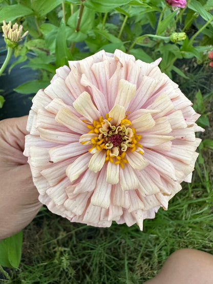 Pretty In Pink Breeder’s Pack Zinnia Seed Mix