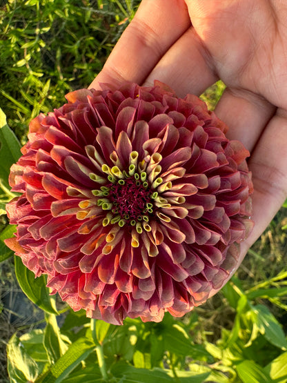 Queen Lime Red Hybrid Zinnia Seeds