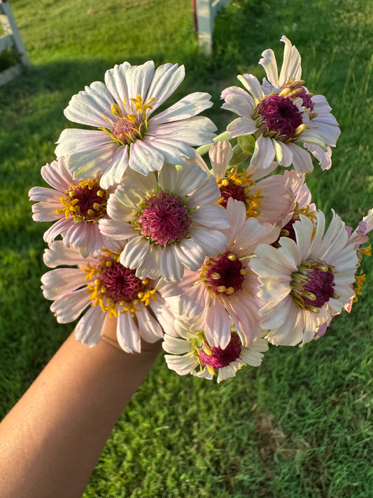 Strawberry Bon Bon Zinnia Seeds