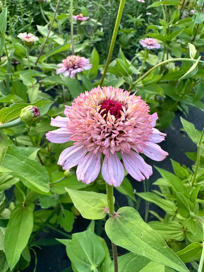 Sweet Pink Tufted Zinnia Seeds