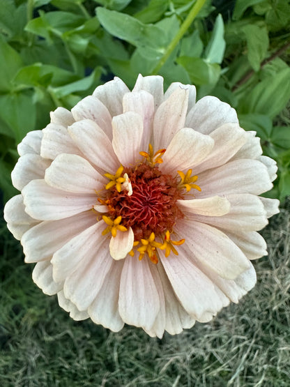 Neutrals Breeder’s Pack Zinnia Seed Mix Shipping Fall 2024