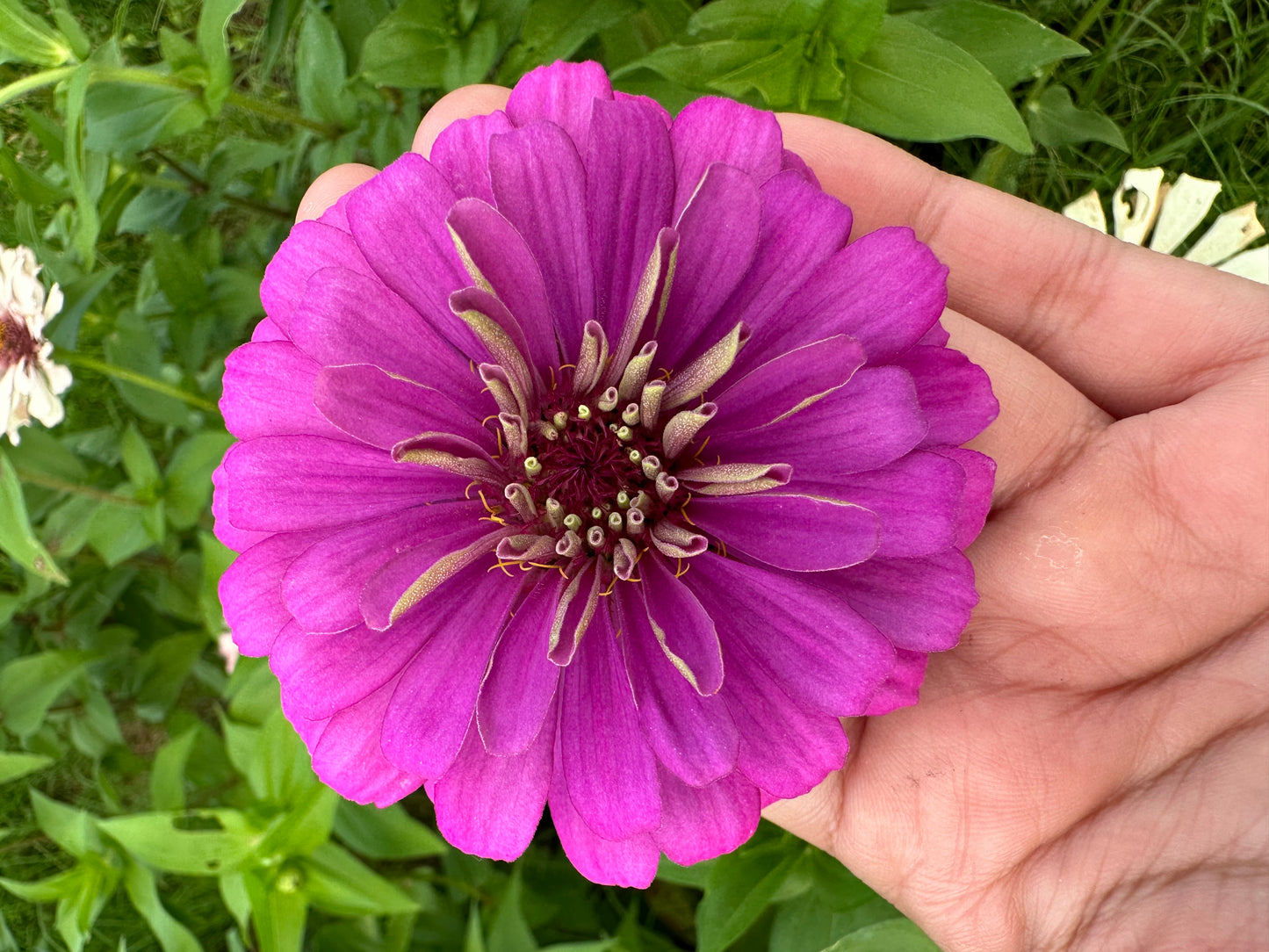 Breeder’s Pack Zinnia Seeds Deep Violet