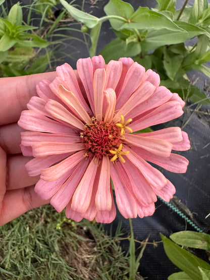 Pretty In Pink Breeder’s Pack Zinnia Seed Mix