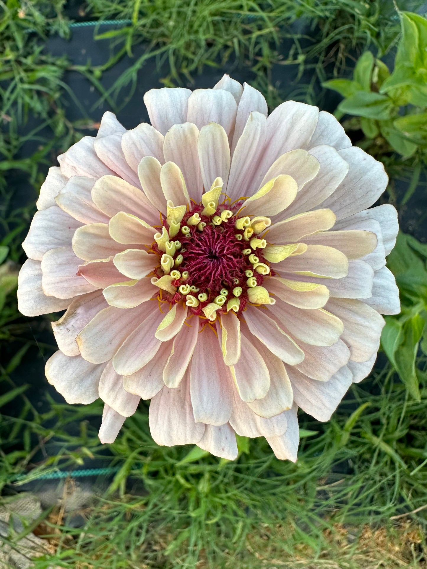 Pretty In Pink Breeder’s Pack Zinnia Seed Mix Shipping Fall 2023
