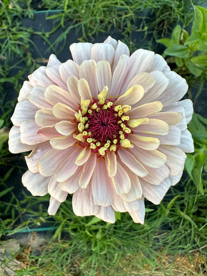 Pretty In Pink Breeder’s Pack Zinnia Seed Mix