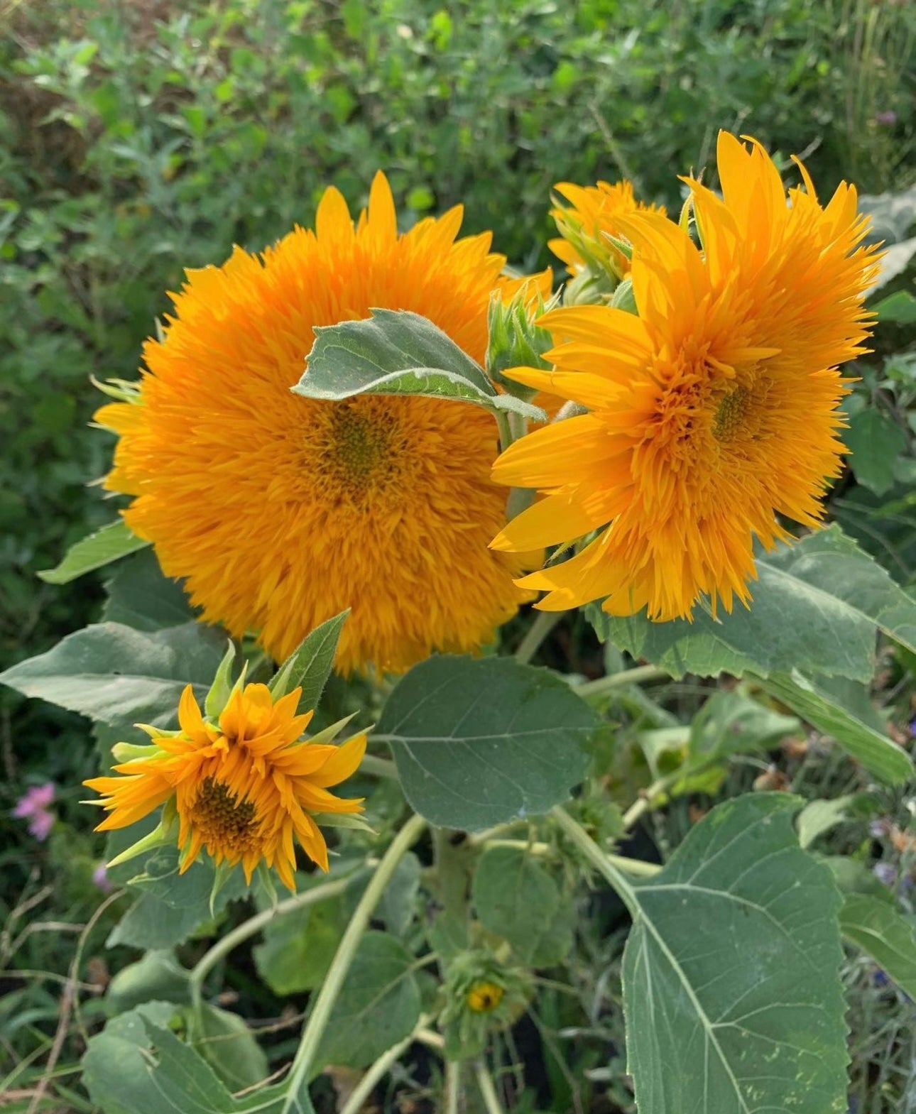 Sunflower Mix Cut Flower Seeds