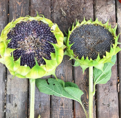 Sunflower Mix Cut Flower Seeds