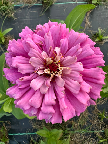 Pretty In Pink Breeder’s Pack Zinnia Seed Mix