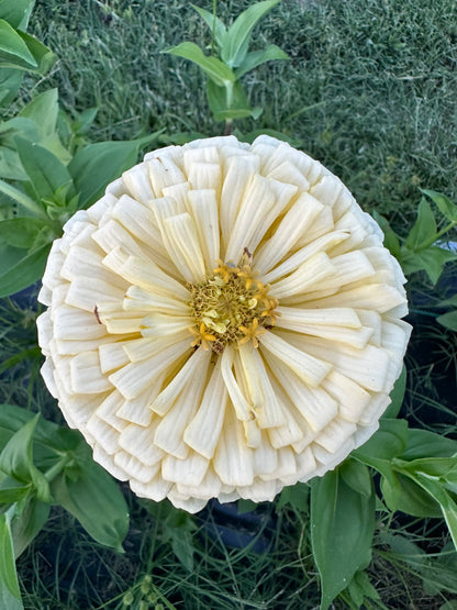 Neutrals Breeder’s Pack Zinnia Seed Mix Shipping Fall 2024