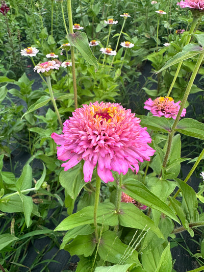 Pretty In Pink Breeder’s Pack Zinnia Seed Mix