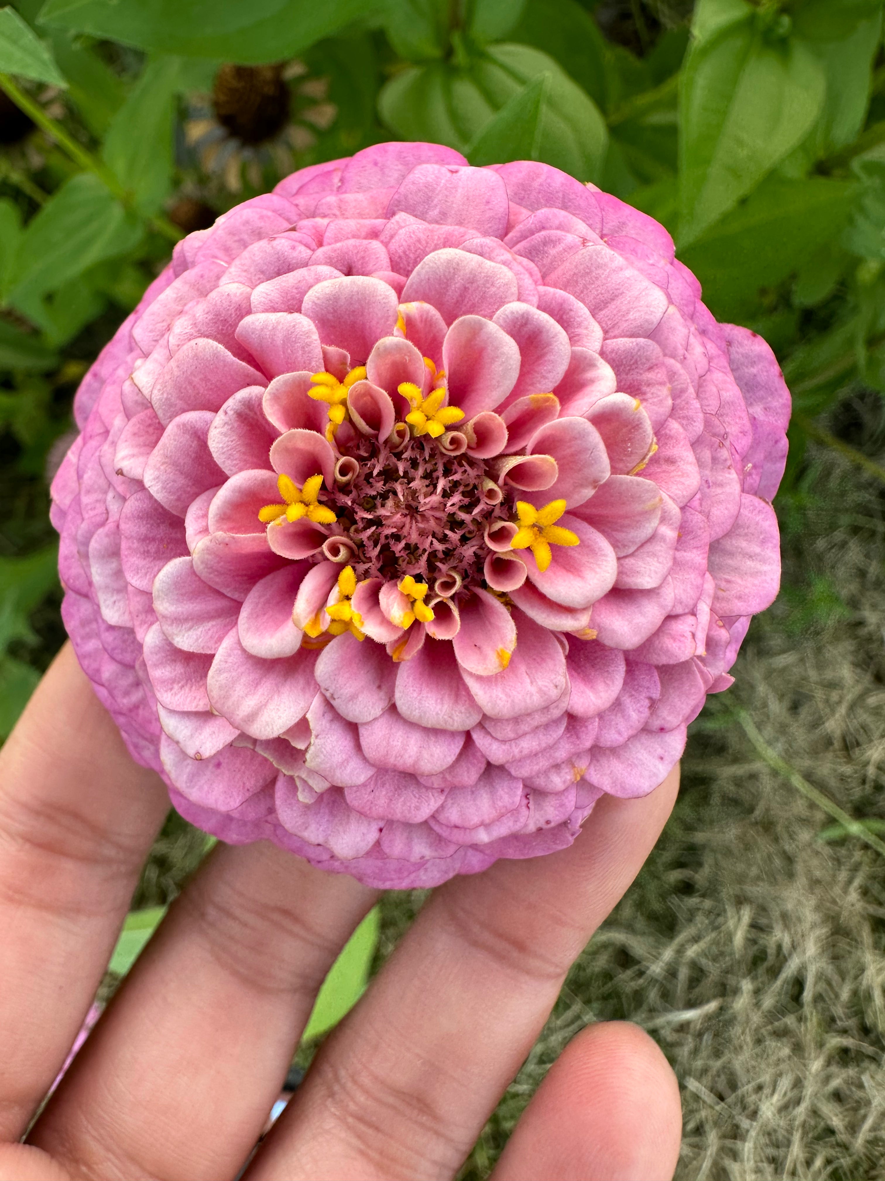 La Petite Pastel Pinks Mini zinnia seeds – ZinniaSeeds.com