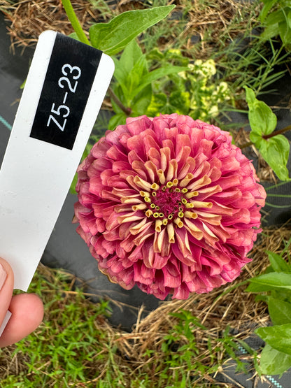 Queen Lime Red Hybrid Zinnia Seeds