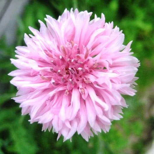 Pink Bachelor Button Cut Flower Seeds