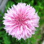 Pink Bachelor Button Cut Flower Seeds