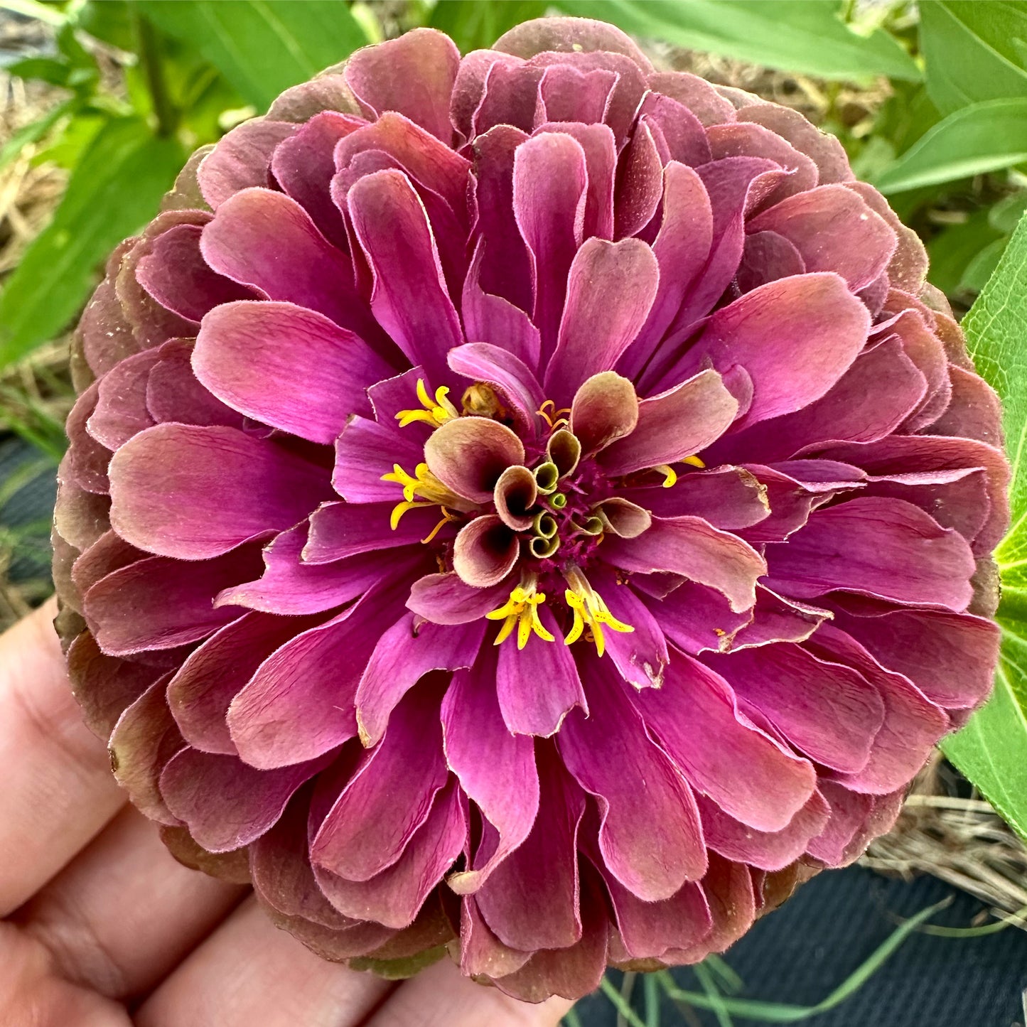 Queen Lime Red Hybrid Zinnia Seeds