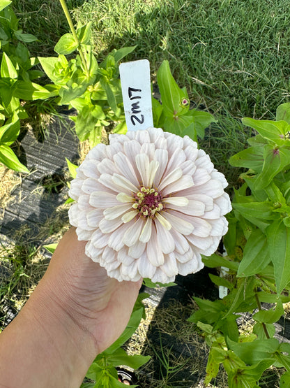 2023 Zinnia Seed Fundraiser Mix