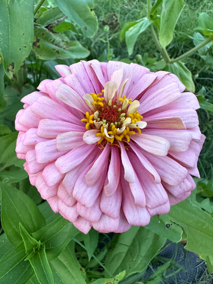 Pretty In Pink Breeder’s Pack Zinnia Seed Mix