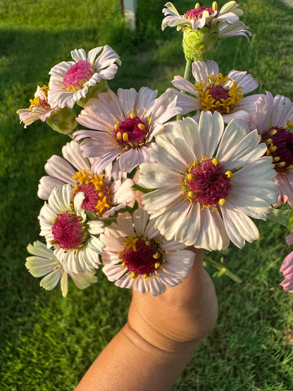 Strawberry Bon Bon Zinnia Seeds