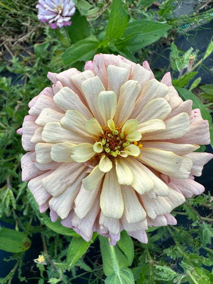 2023 Zinnia Seed Fundraiser Mix