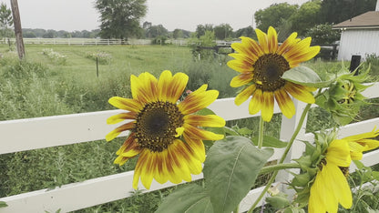 Sunflower Mix Cut Flower Seeds