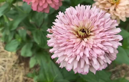Spun Sugar Cactus Zinnia Seeds